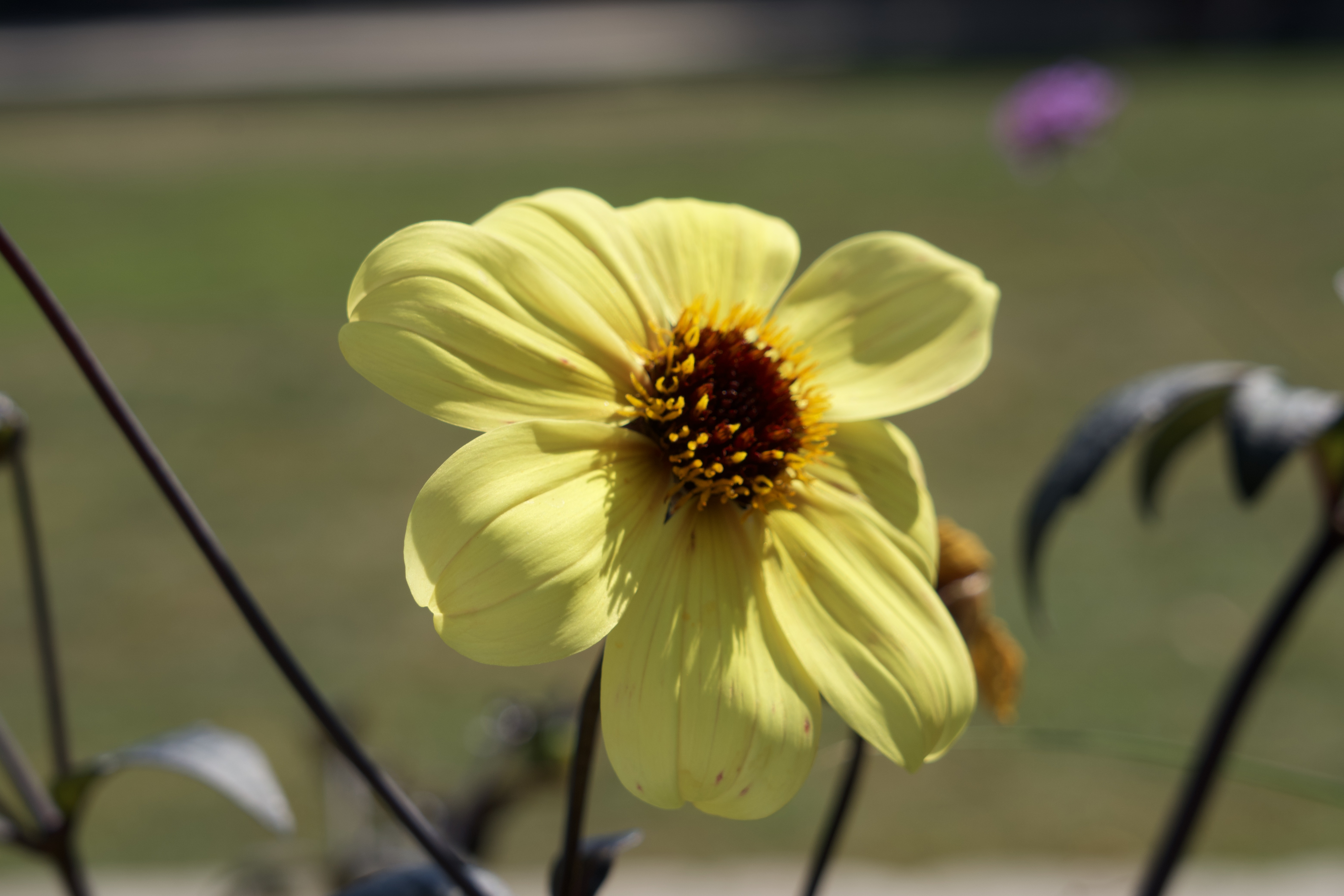 Photos de fleurs d'été