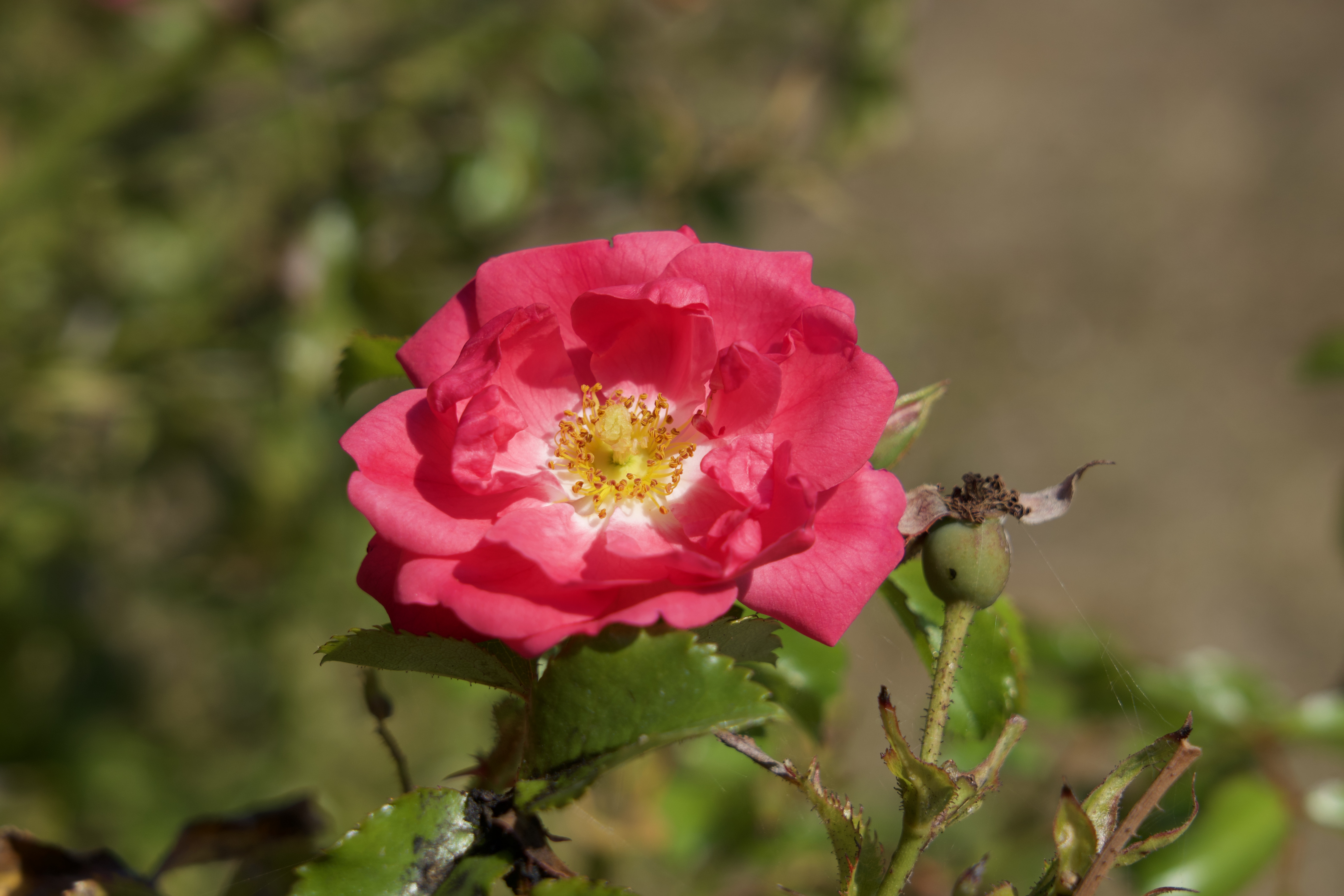 Photos de fleurs d'été