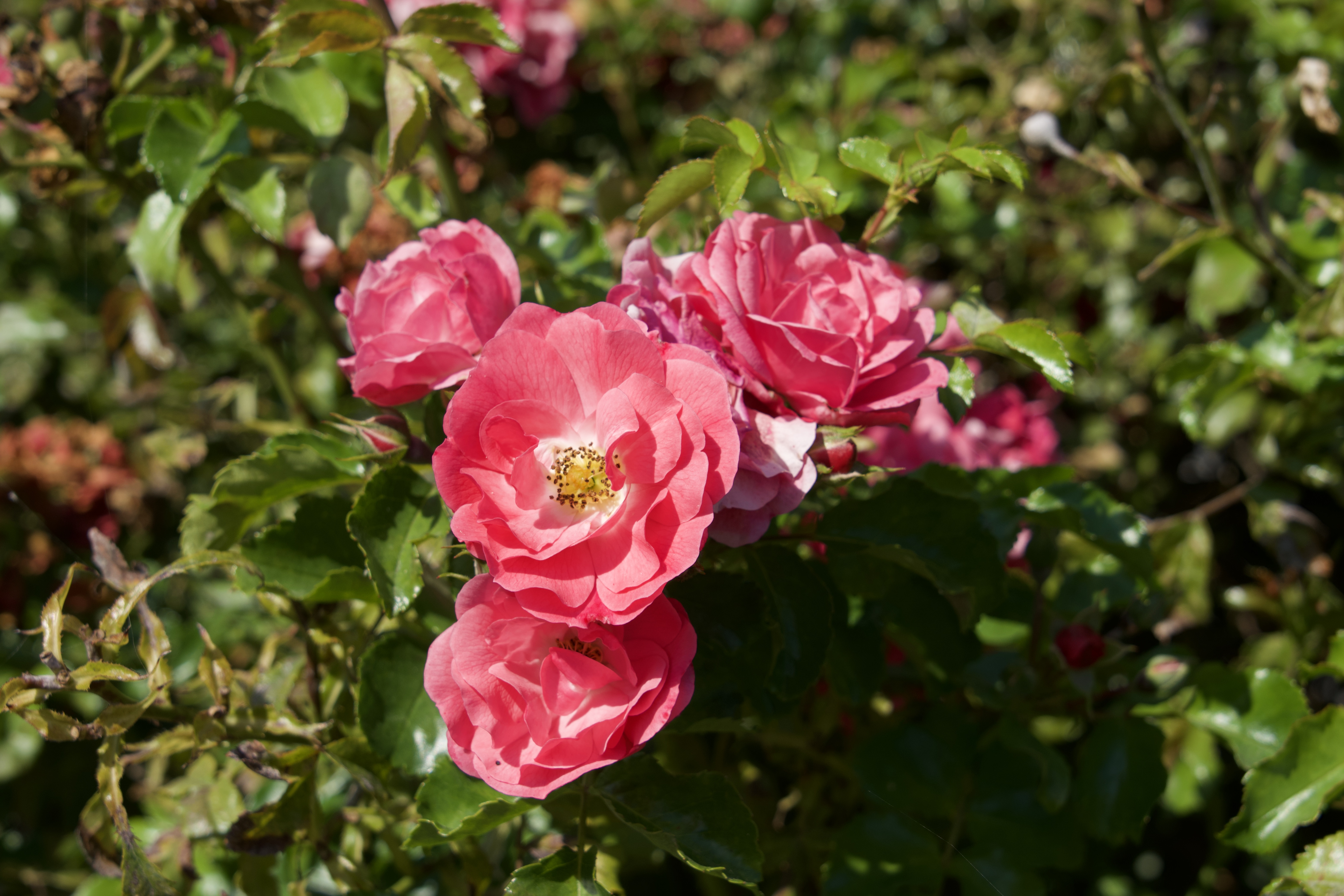 Photos de fleurs d'été