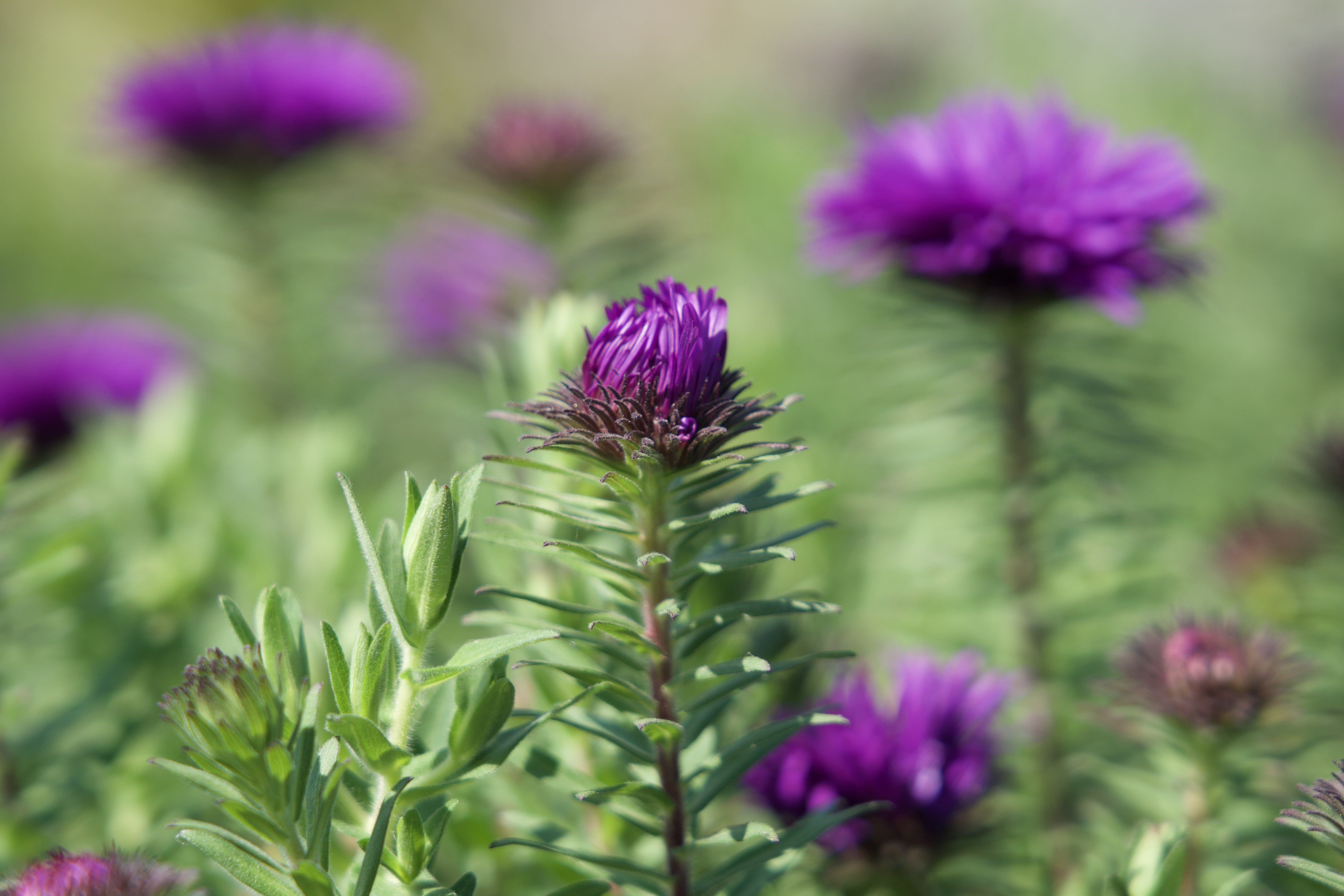 Photos de fleurs d'été
